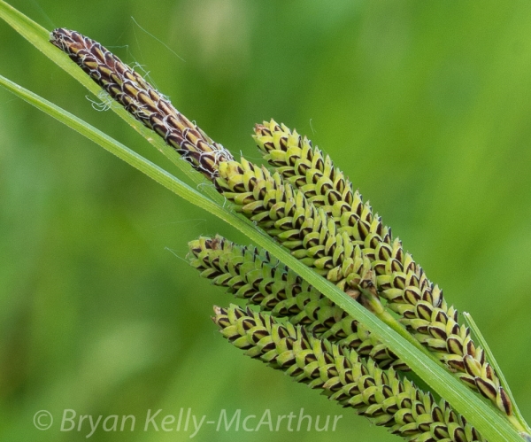 Photo of Carex kelloggii by Bryan Kelly-McArthur