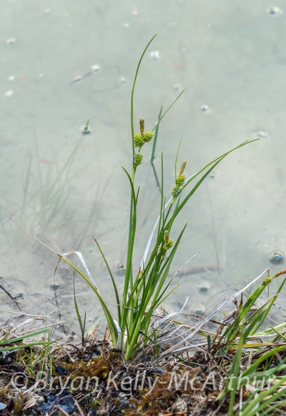 Photo of Carex viridula by Bryan Kelly-McArthur