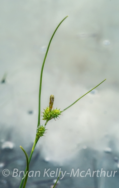 Photo of Carex viridula by Bryan Kelly-McArthur