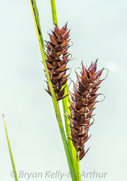 Photo of Carex saxatilis by Bryan Kelly-McArthur