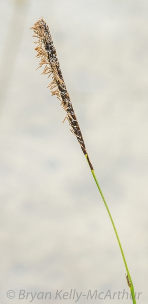 Photo of Carex lasiocarpa by Bryan Kelly-McArthur