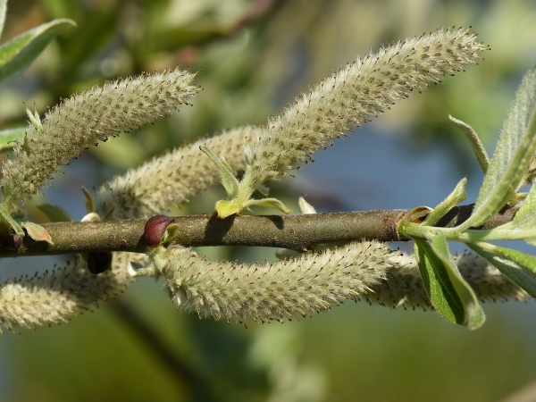 Photo of Salix hookeriana by Virginia Skilton