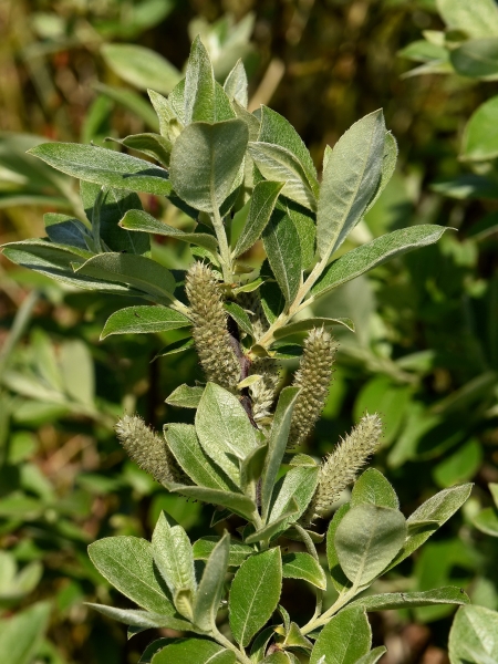 Photo of Salix hookeriana by Virginia Skilton