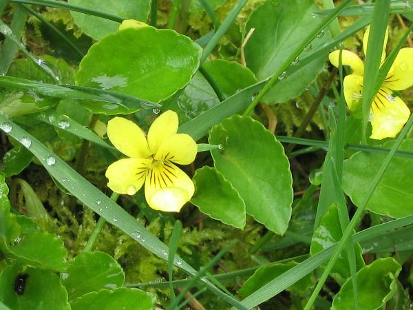 Photo of Viola sempervirens by <a href="http://www.enchantedeyephotocards.com">Debbie Foster</a>