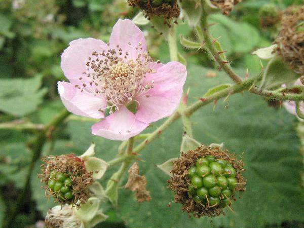Photo of Rubus armeniacus by <a href="http://www.enchantedeyephotocards.com">Debbie Foster</a>