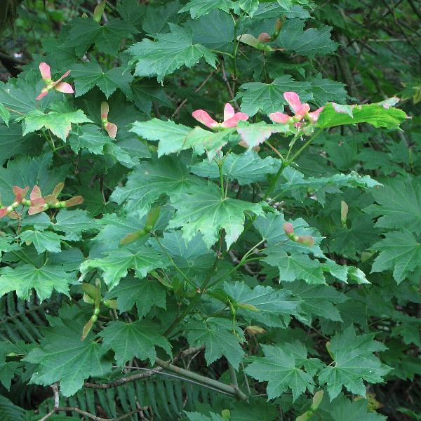 Photo of Acer circinatum by Robert Flogaus-Faust