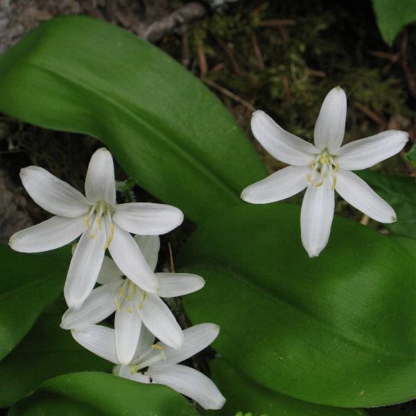 Photo of Clintonia uniflora by Robert Flogaus-Faust