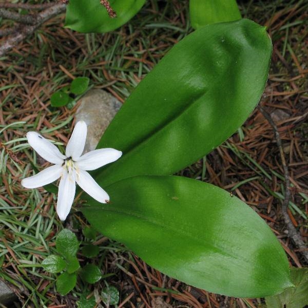 Photo of Clintonia uniflora by Robert Flogaus-Faust