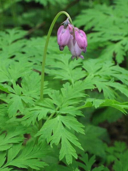 Photo of Dicentra formosa by Robert Flogaus-Faust