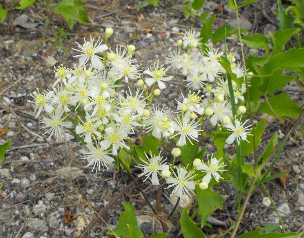 Photo of Clematis ligusticifolia by Bob Thacker