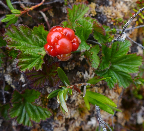 Photo of Rubus chamaemorus by Judith Holm