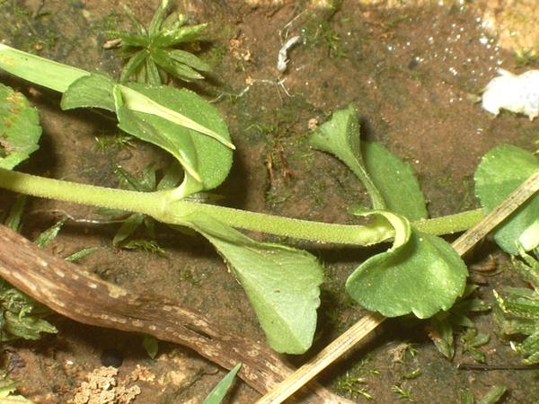 Photo of Veronica serpyllifolia var. humifusa by Maurice Goguen