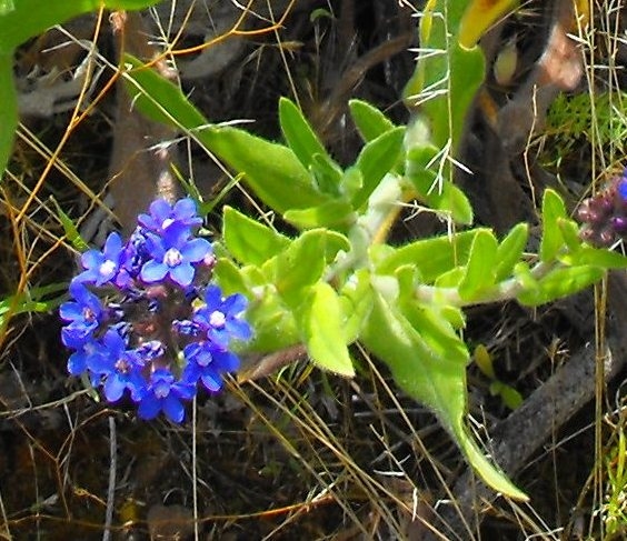 Photo of Anchusa officinalis by Bob Thacker
