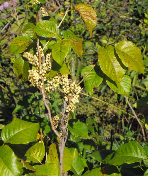 Photo of Toxicodendron rydbergii by Bob Thacker