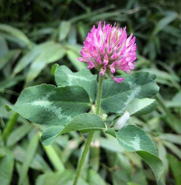 Photo of Trifolium pratense by Lydia Dani