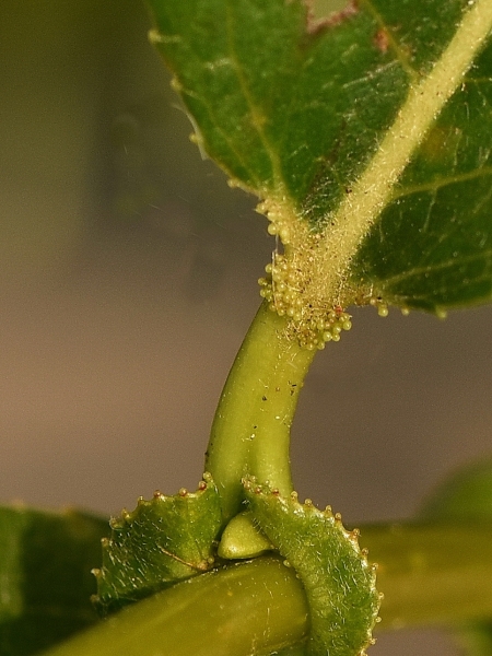 Photo of Salix lasiandra var. lasiandra by Virginia Skilton