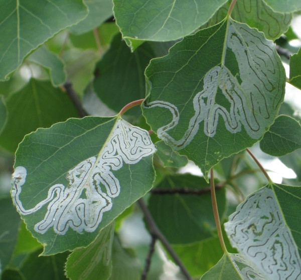 Photo of Populus tremuloides by Robert Flogaus-Faust
