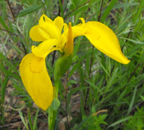 Photo of Iris pseudacorus by Bob Thacker