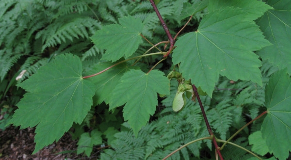 Photo of Acer glabrum var. douglasii by Robert Flogaus-Faust