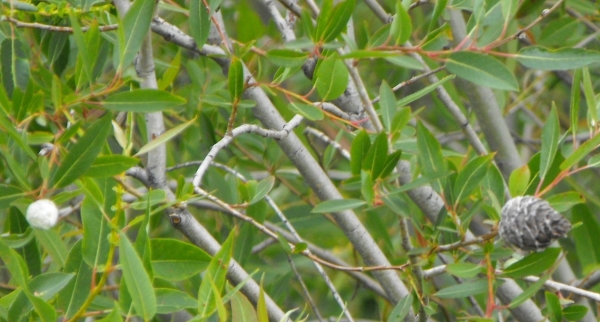 Photo of Salix lasiandra var. lasiandra by Bob Thacker