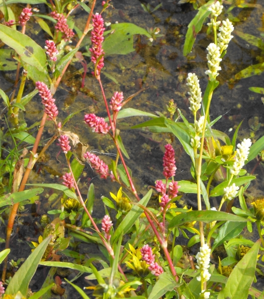 Photo of Persicaria maculosa by Bob Thacker