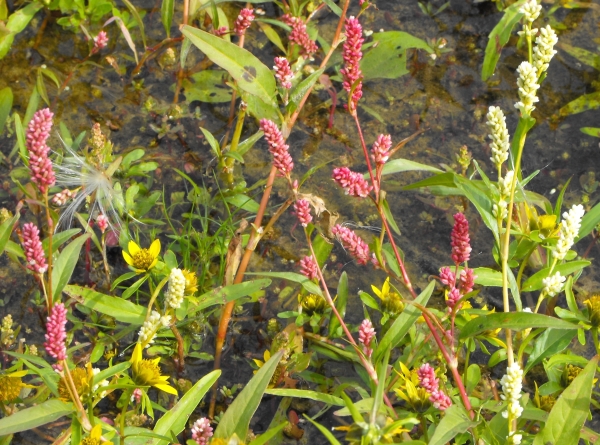 Photo of Persicaria maculosa by Bob Thacker