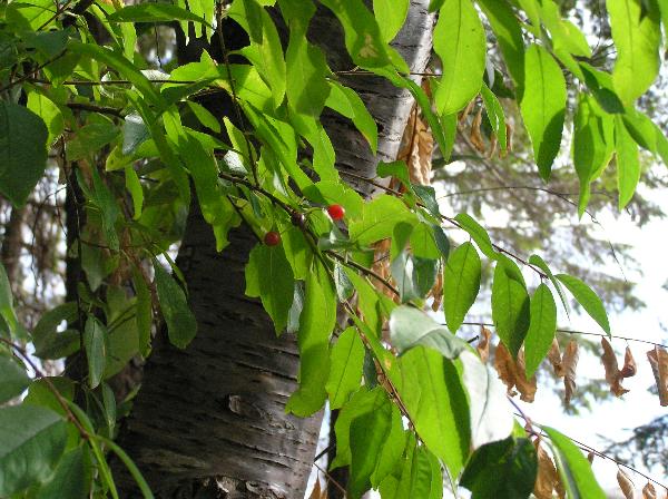 Photo of Prunus emarginata by Liz Watkinson