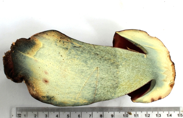 Photo of Boletus pulcherrimus by <a href="http://naturevictoria.com">James Clowater</a>
