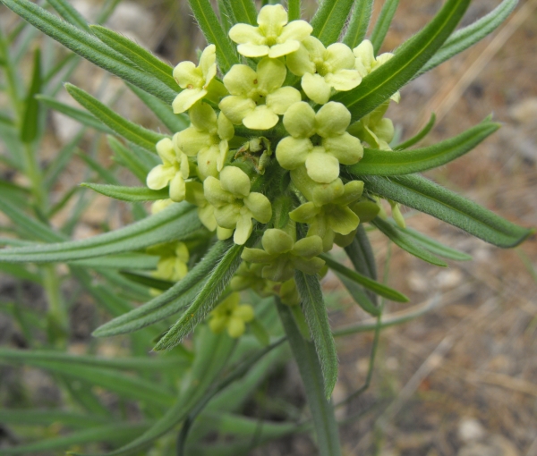 Photo of Lithospermum ruderale by Bob Thacker