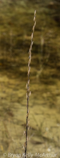 Photo of Triglochin palustris by Bryan Kelly-McArthur
