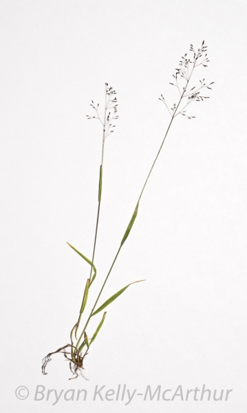 Photo of Agrostis scabra by Bryan Kelly-McArthur