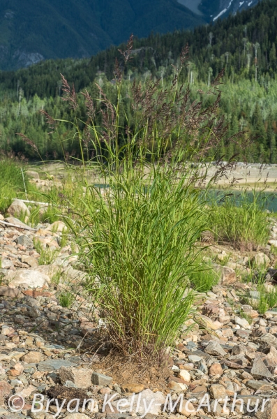 Photo of Calamagrostis canadensis by Bryan Kelly-McArthur