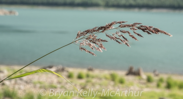 Photo of Calamagrostis canadensis by Bryan Kelly-McArthur