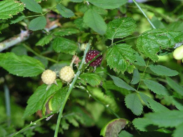 Photo of Rubus leucodermis by Liz Watkinson
