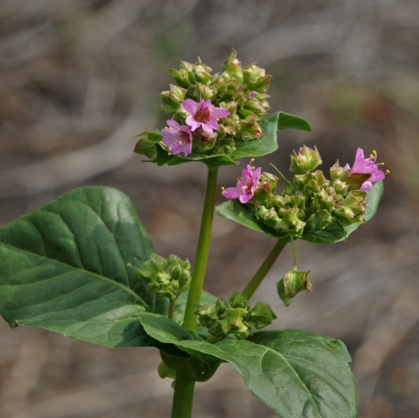 Photo of Mirabilis nyctaginea by Barb Scharf