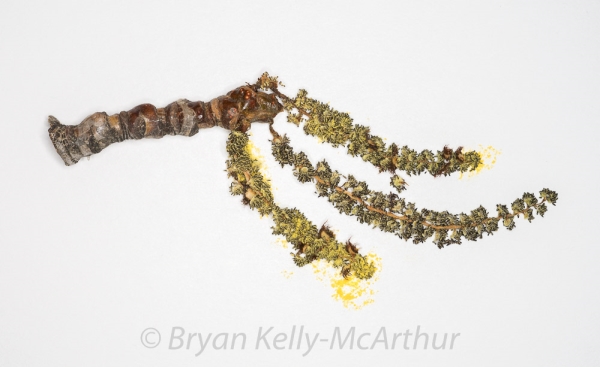 Photo of Populus trichocarpa by Bryan Kelly-McArthur