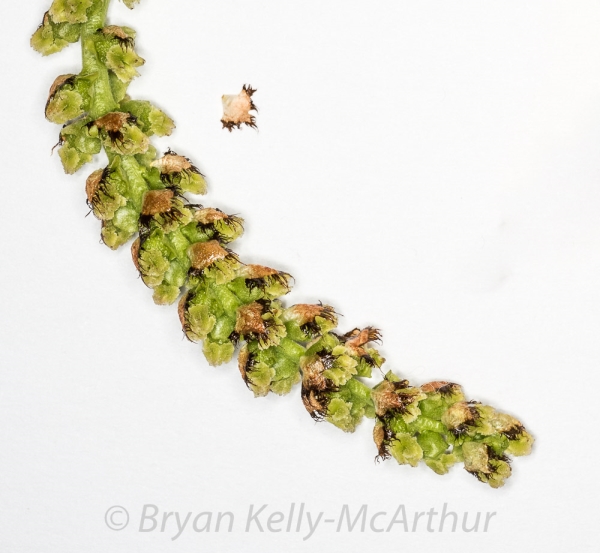 Photo of Populus trichocarpa by Bryan Kelly-McArthur