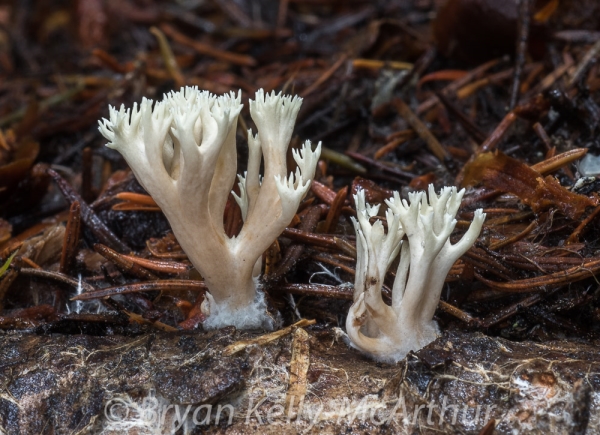 Photo of Clavulina coralloides by Bryan Kelly-McArthur