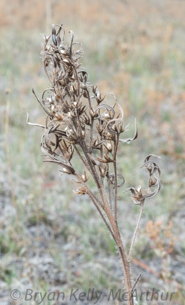 Photo of Lithospermum ruderale by Bryan Kelly-McArthur