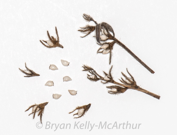 Photo of Lithospermum ruderale by Bryan Kelly-McArthur