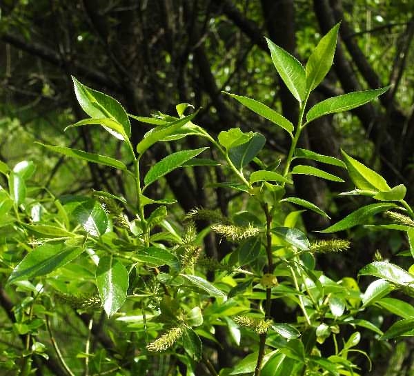 Photo of Salix pentandra by Robert Flogaus-Faust