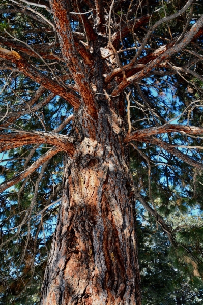 Photo of Pinus ponderosa by <a href="http://www.adventurevalley.com/larry">Larry Halverson</a>