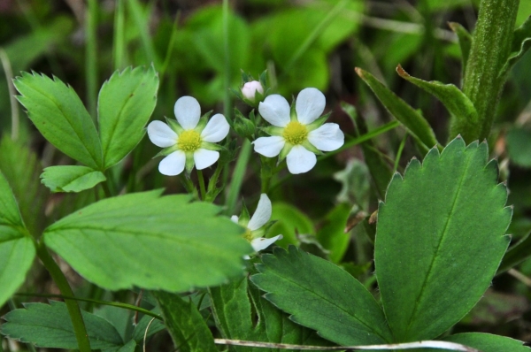 Photo of Fragaria virginiana by <a href="http://www.adventurevalley.com/larry">Larry Halverson</a>