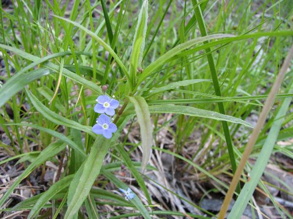 Photo of Veronica scutellata by <a href="http:// www.lilley.ca">Patrick Lilley</a>