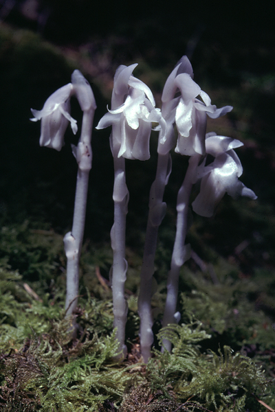 Photo of Monotropa uniflora by Jim Riley