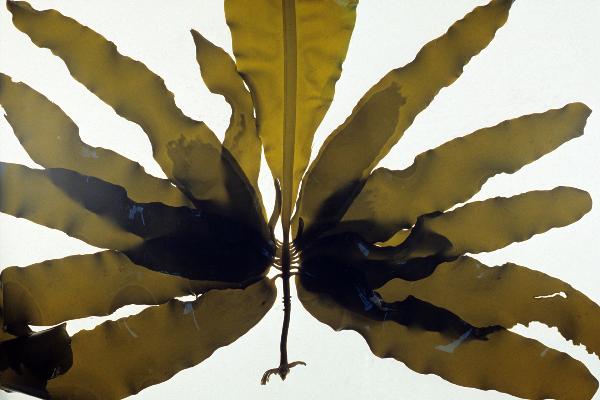 Photo of Alaria marginata by <a href="http://www.botany.ubc.ca/people/hawkes.html">Michael Hawkes</a>