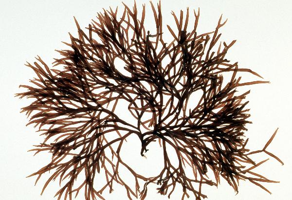 Photo of Scinaia confusa by <a href="http://www.botany.ubc.ca/people/hawkes.html">Michael Hawkes</a>