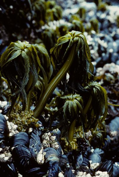 Photo of Postelsia palmaeformis by <a href="http://www.botany.ubc.ca/people/hawkes.html">Michael Hawkes</a>