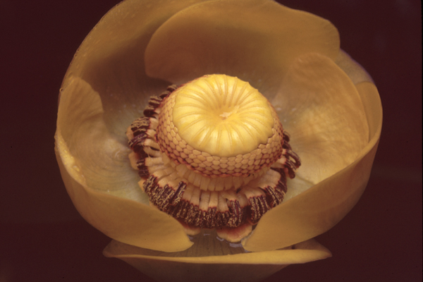 Photo of Nuphar polysepala by Jim Riley