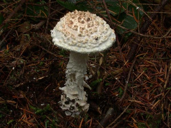 Photo of Amanita smithiana by <a href="http://members.shaw.ca/kent.brothers/">Kent Brothers</a>
